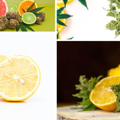 bLOG hEADERS-4-Citrus Cannabinoid
